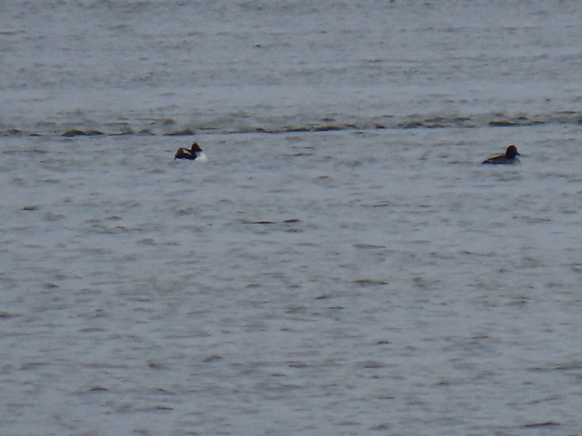 Common Goldeneye - ML645863473