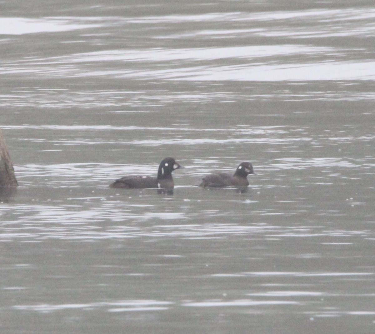 Harlequin Duck - ML645863484