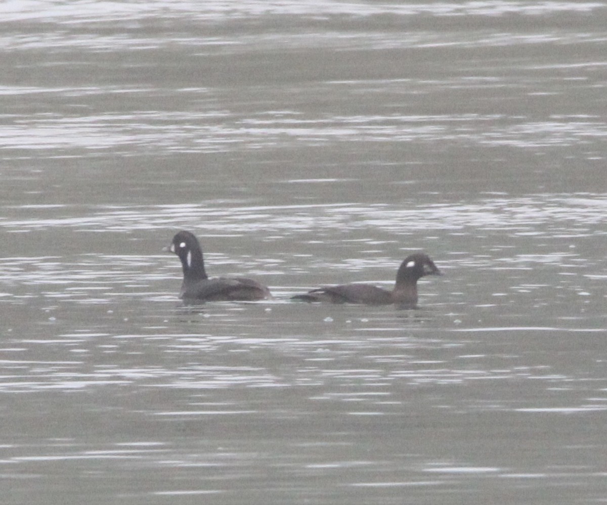 Harlequin Duck - ML645863485