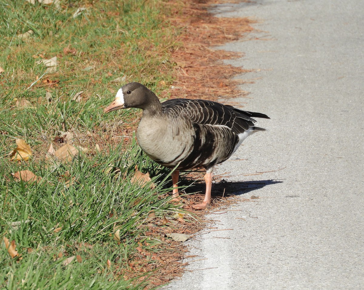 Greater White-fronted Goose - ML645863498