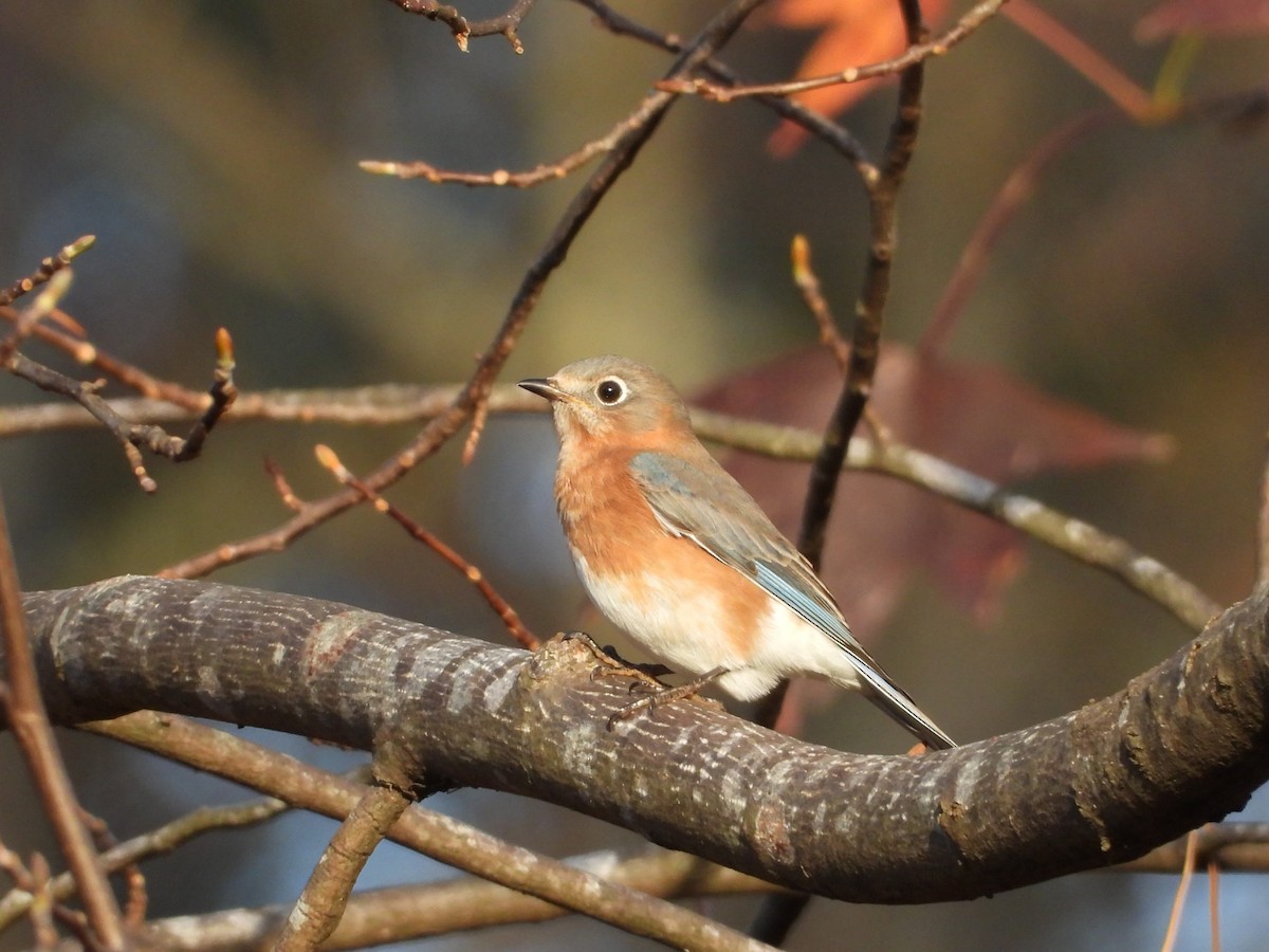 Azulejo Oriental - ML645863501