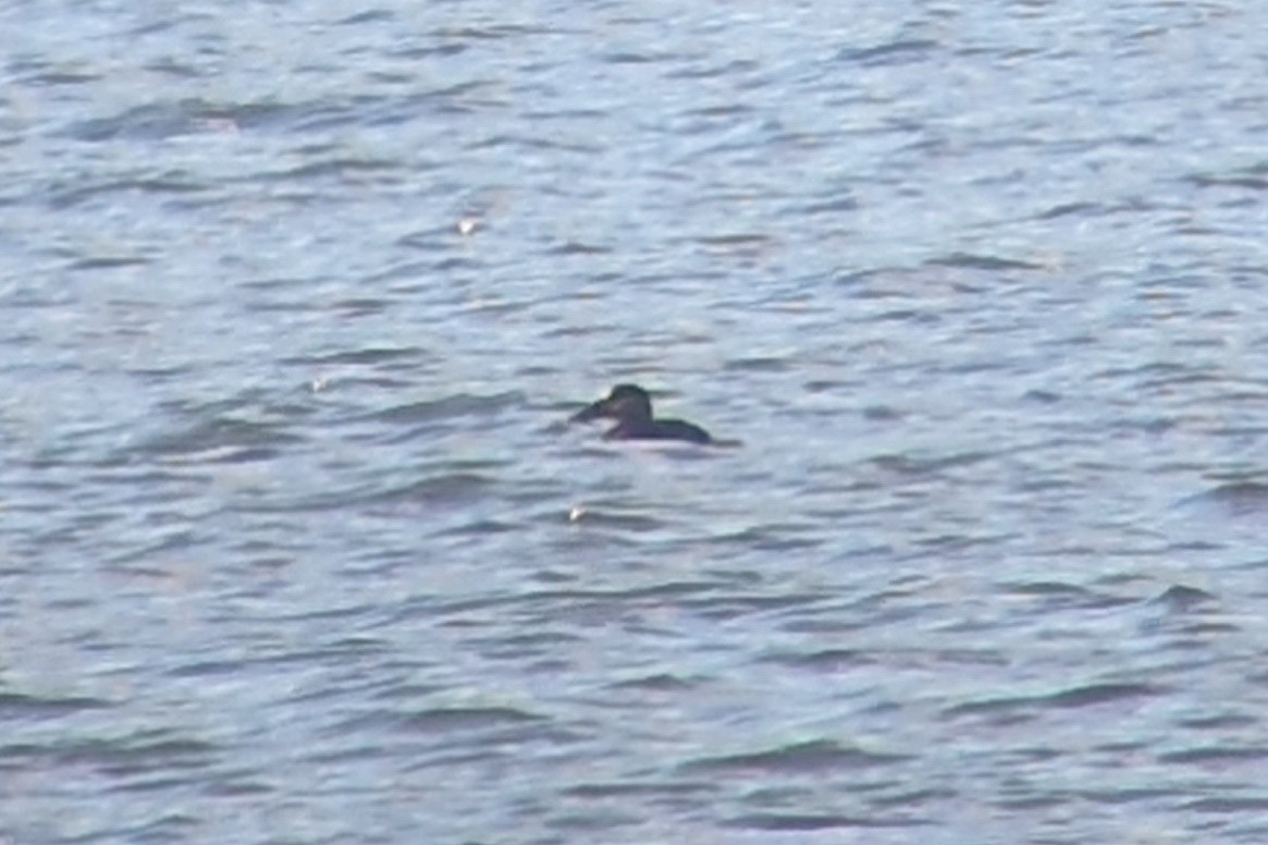 Surf Scoter - ML645863516