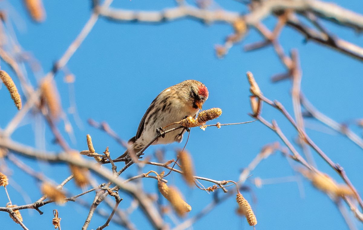 Redpoll (Common) - ML645863518