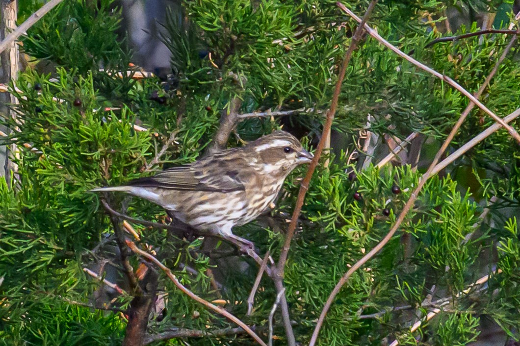 hýl nachový - ML645863521