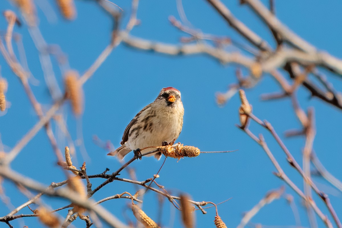 Redpoll (Common) - ML645863523