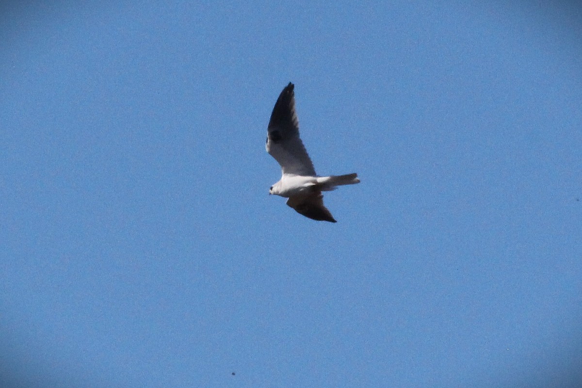 White-tailed Kite - ML645863528