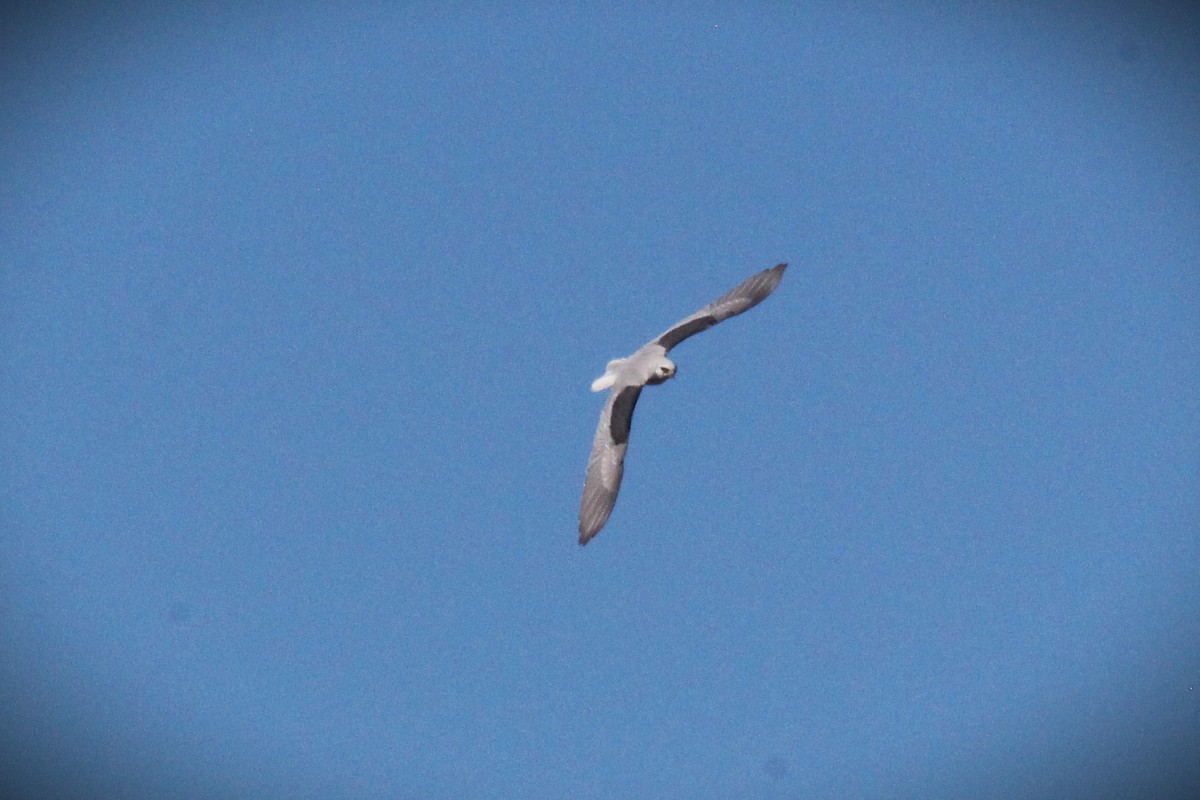 White-tailed Kite - ML645863529