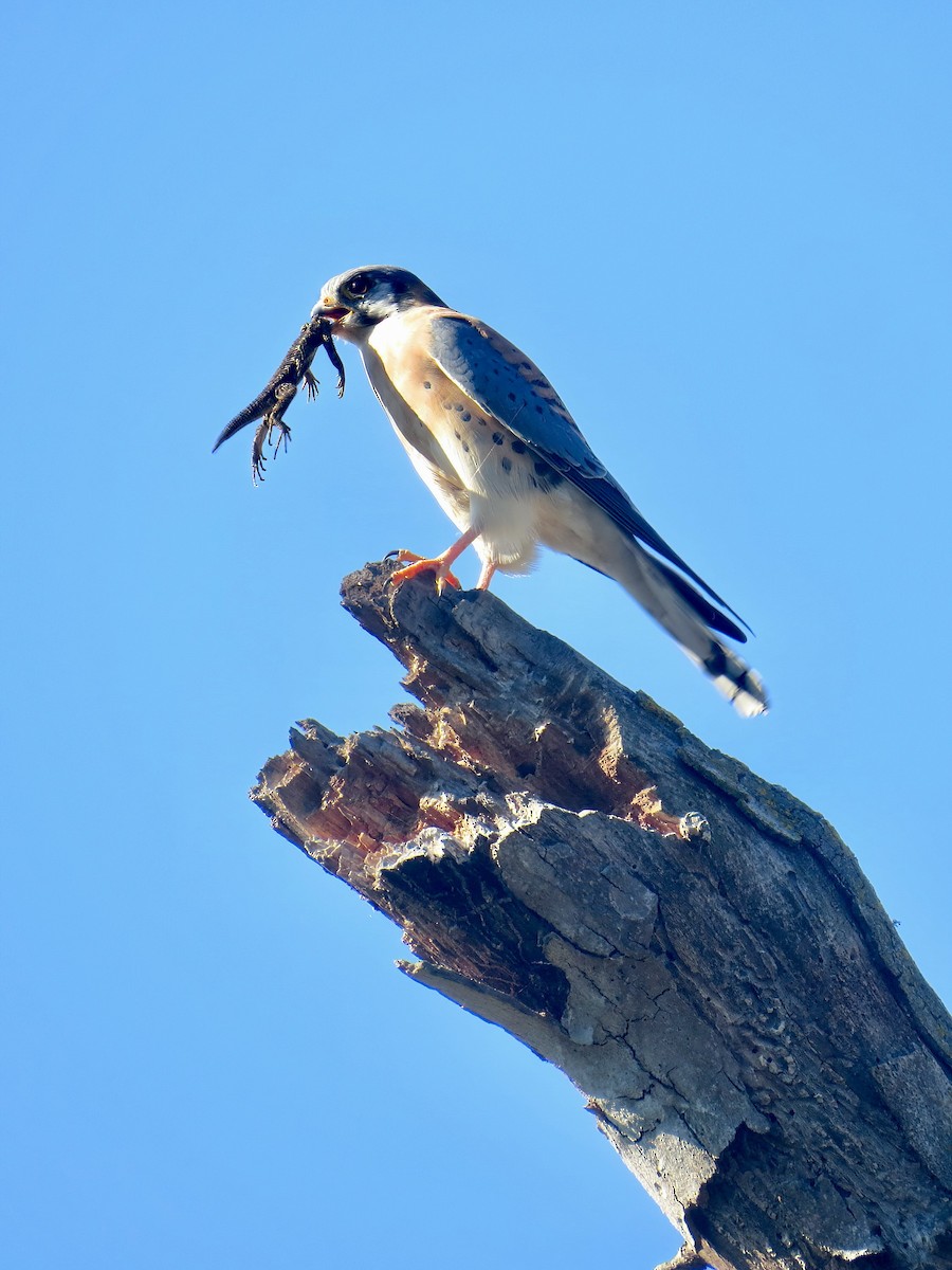 American Kestrel - ML645863544