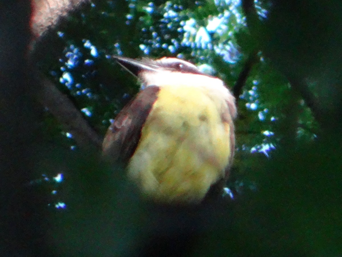 Great Kiskadee - ML645863550