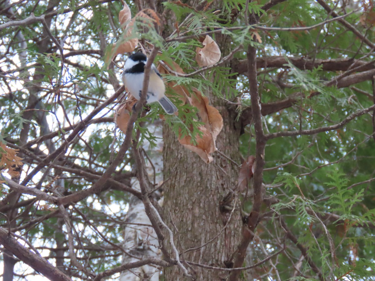 Black-capped Chickadee - ML645863561