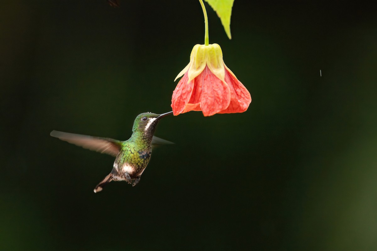 Green Thorntail - ML645863563