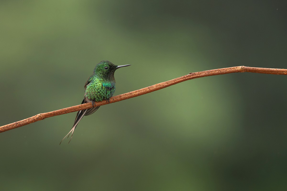 Green Thorntail - ML645863564
