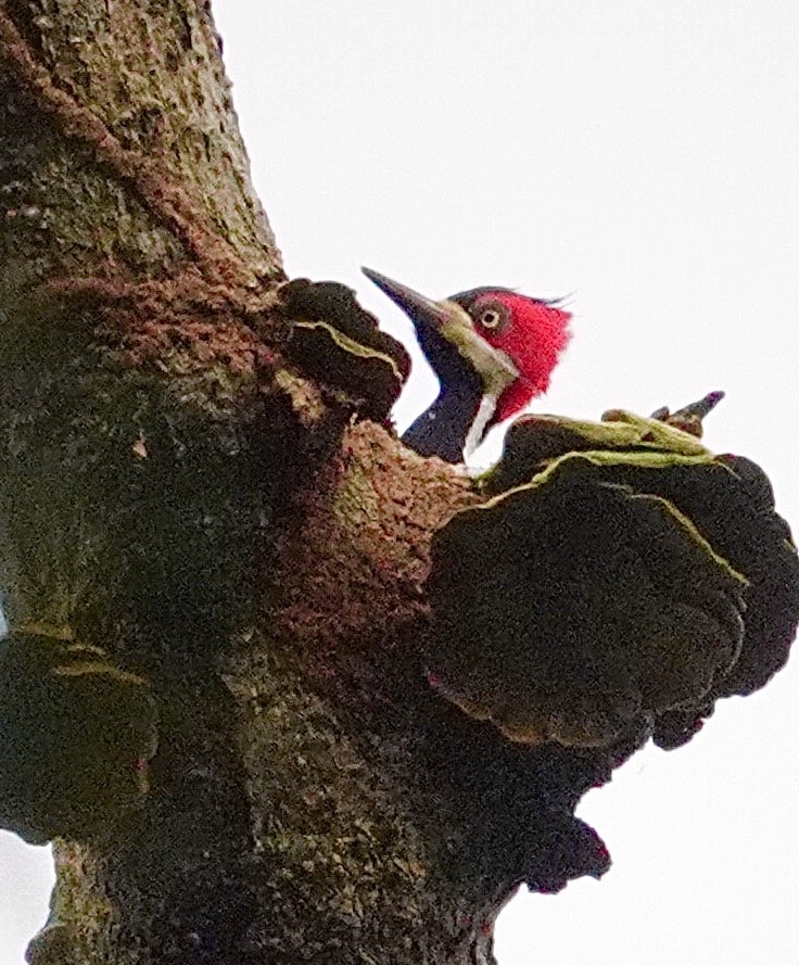 Crimson-crested Woodpecker - ML645863565