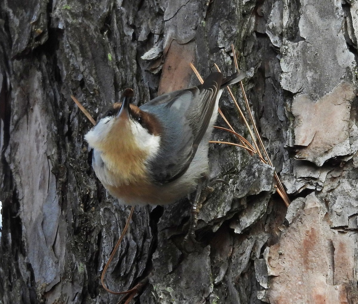 Sittelle à tête brune - ML645863568