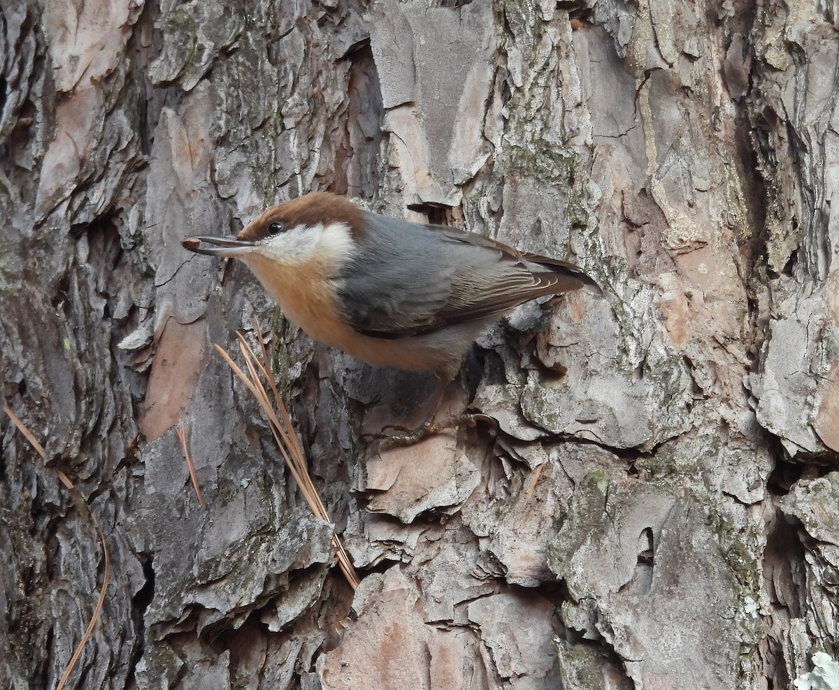 Sittelle à tête brune - ML645863569