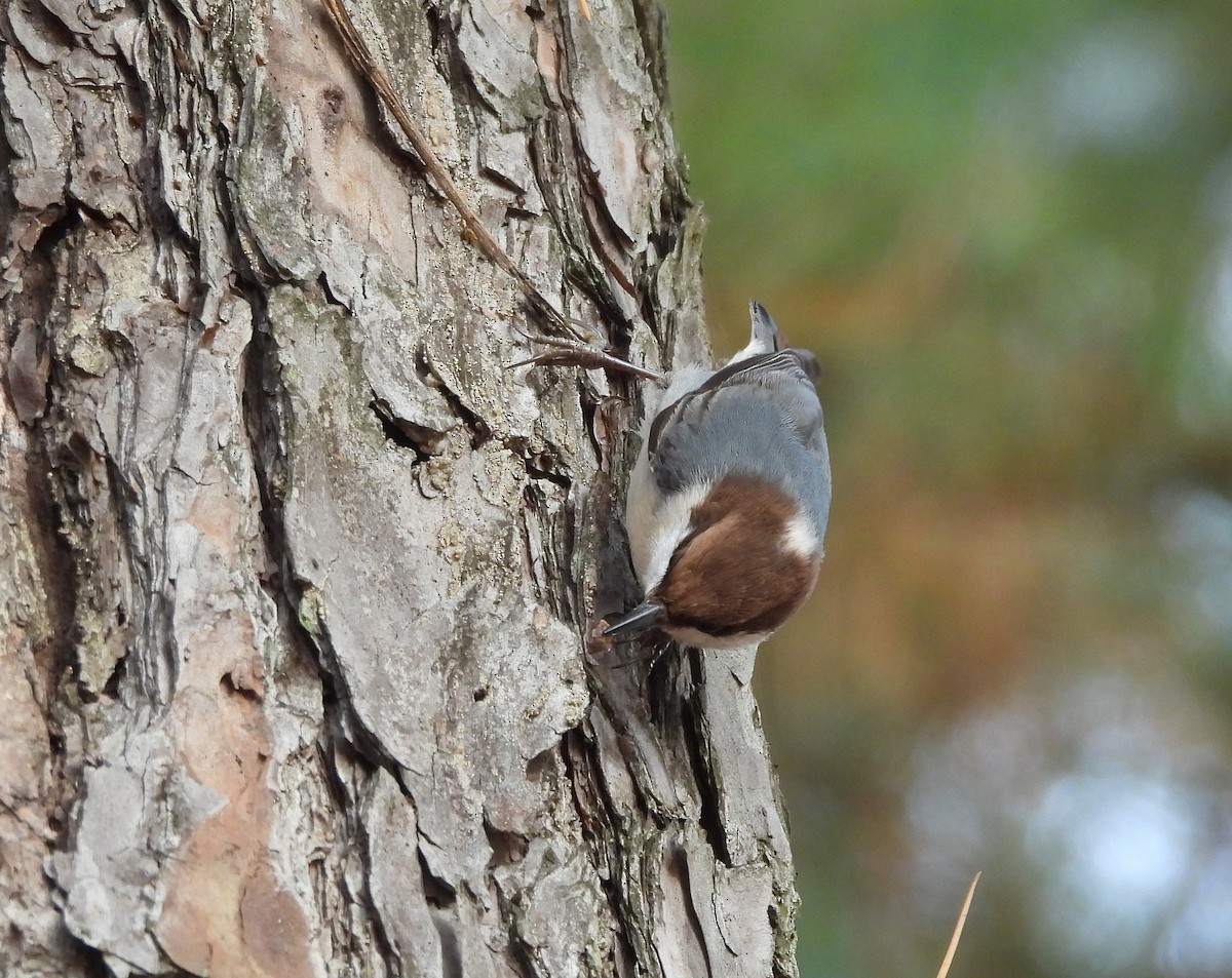 Sittelle à tête brune - ML645863570