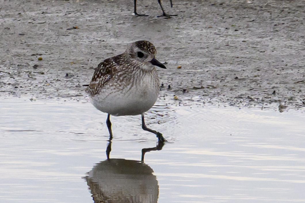 kulík bledý - ML645863572