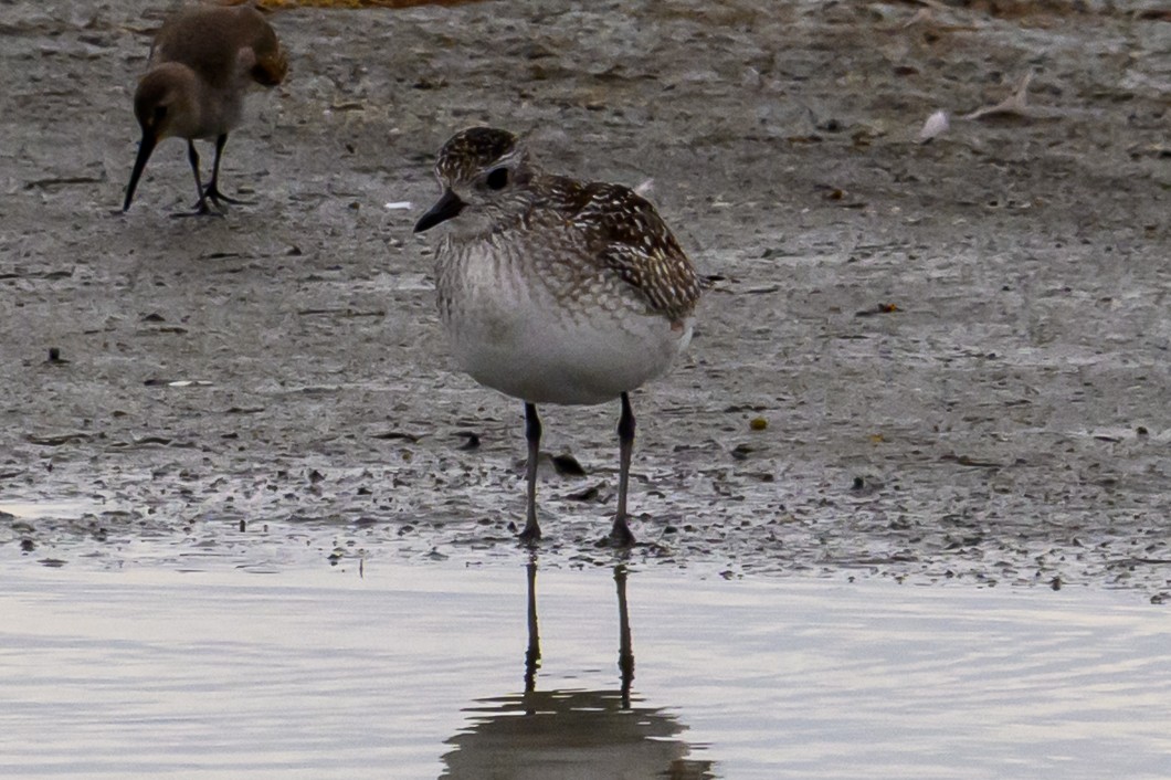 kulík bledý - ML645863573