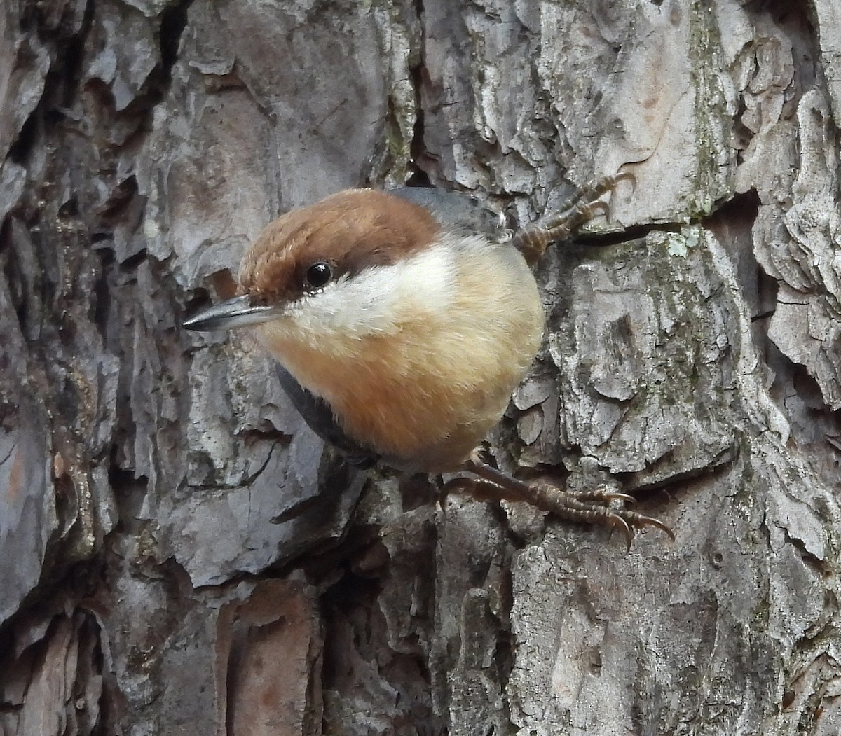 Sittelle à tête brune - ML645863575