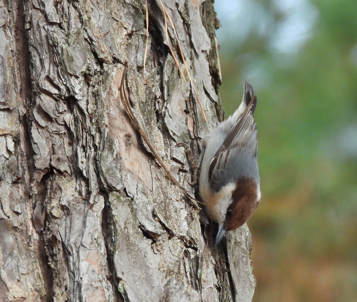 Sittelle à tête brune - ML645863580