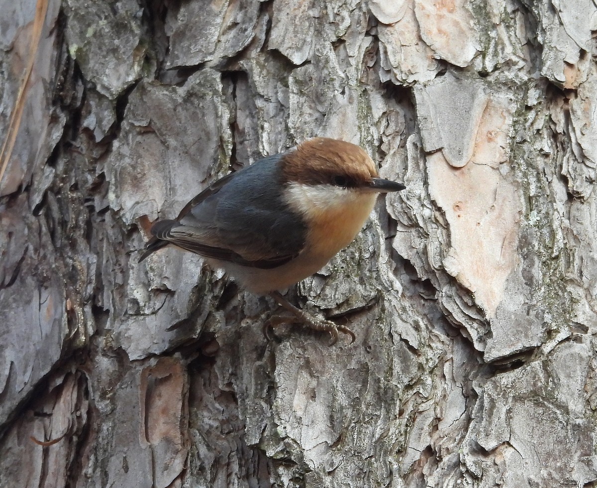 Sittelle à tête brune - ML645863581