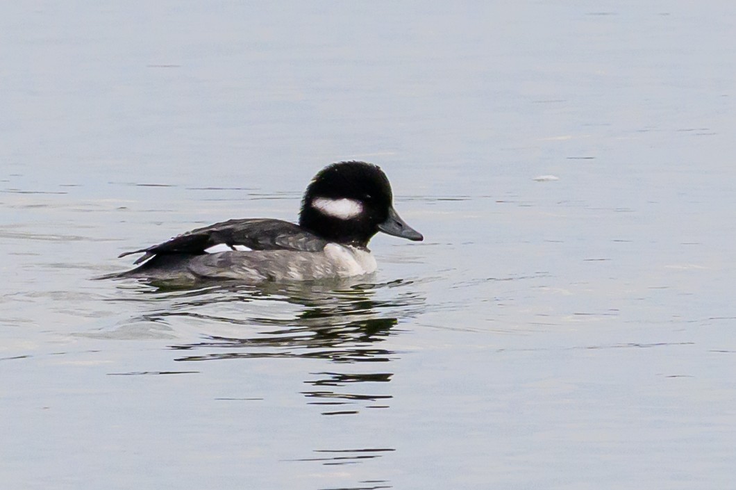 hohol bělavý - ML645863582