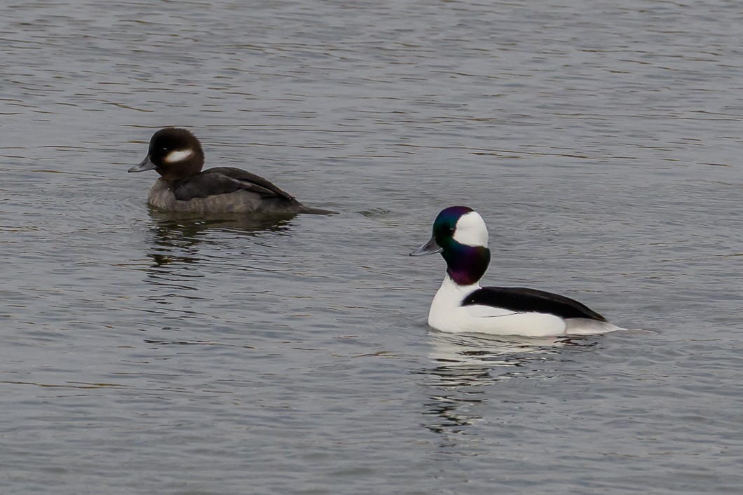 hohol bělavý - ML645863584