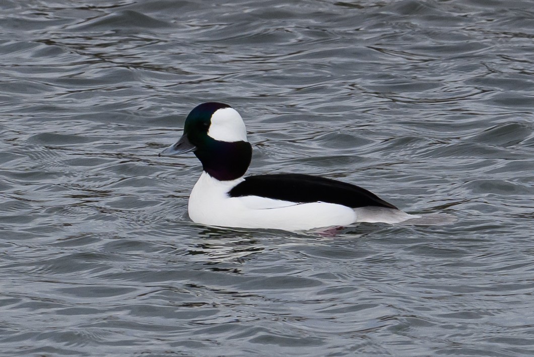 hohol bělavý - ML645863585