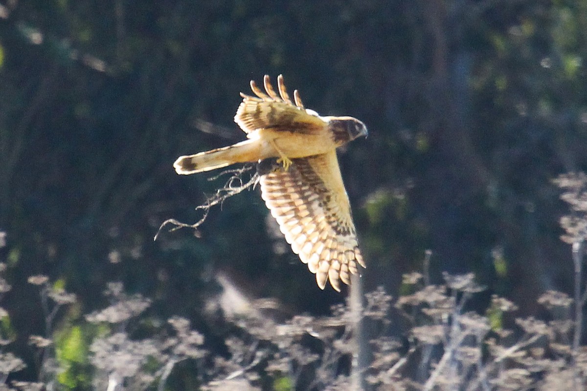 Northern Harrier - ML645863586