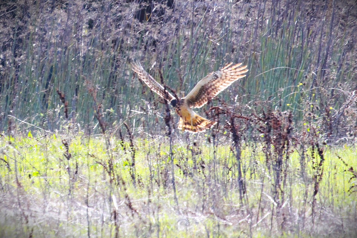 Northern Harrier - ML645863587