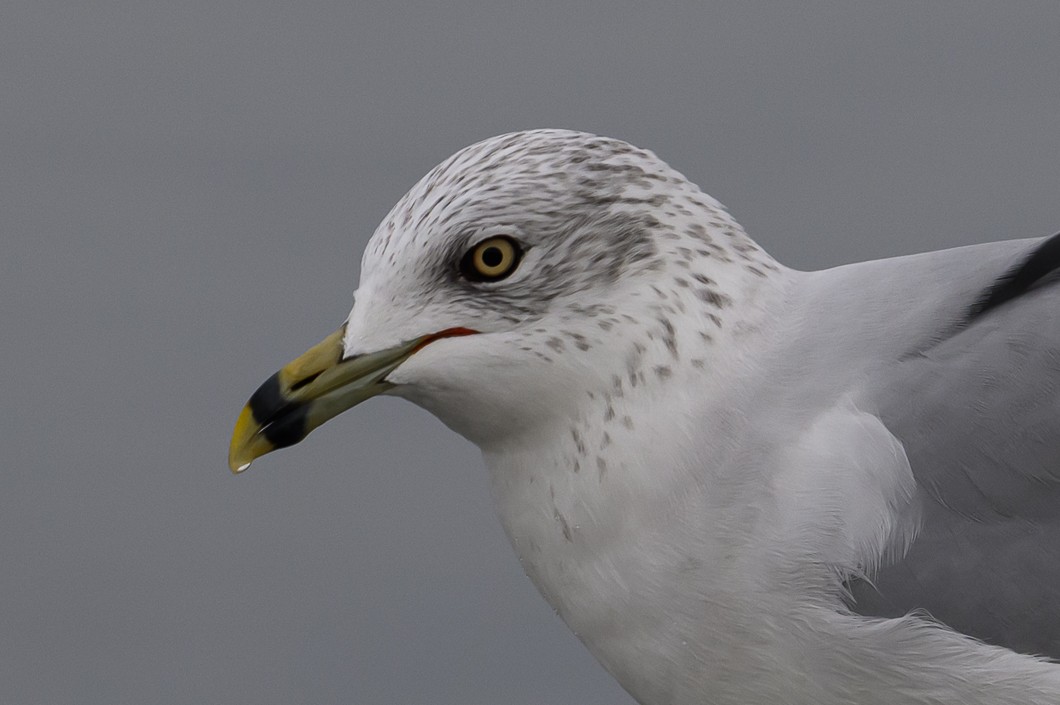 racek kroužkozobý - ML645863590