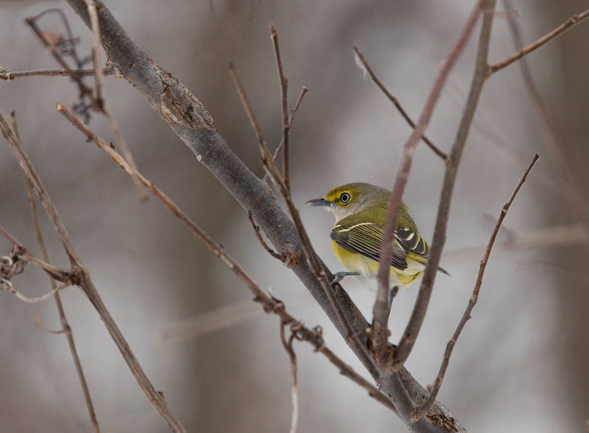 hvitøyevireo - ML645863592