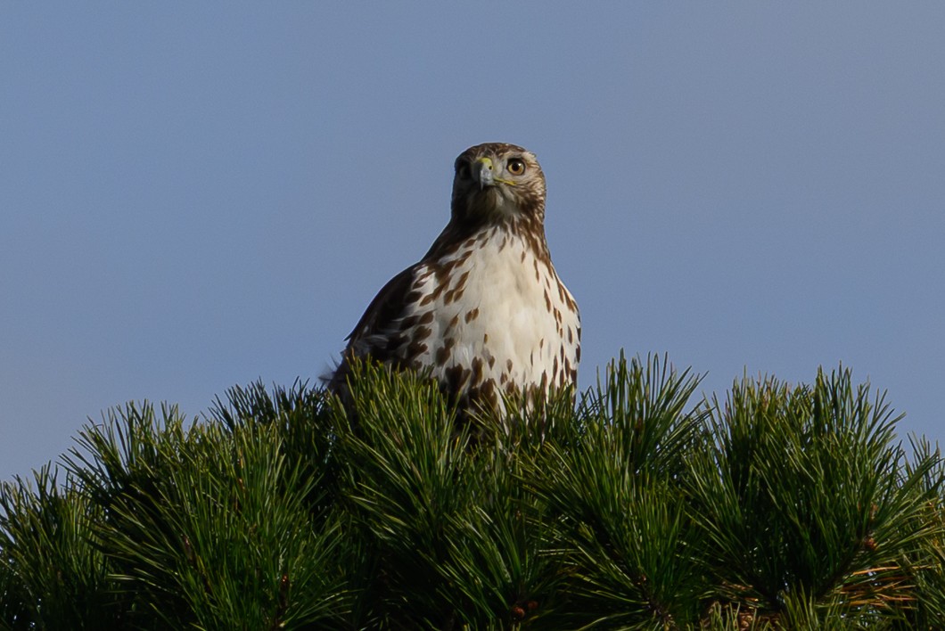 káně rudochvostá - ML645863595