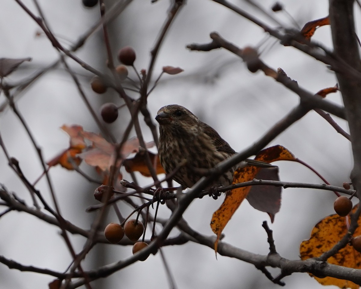 hýl nachový - ML645863602