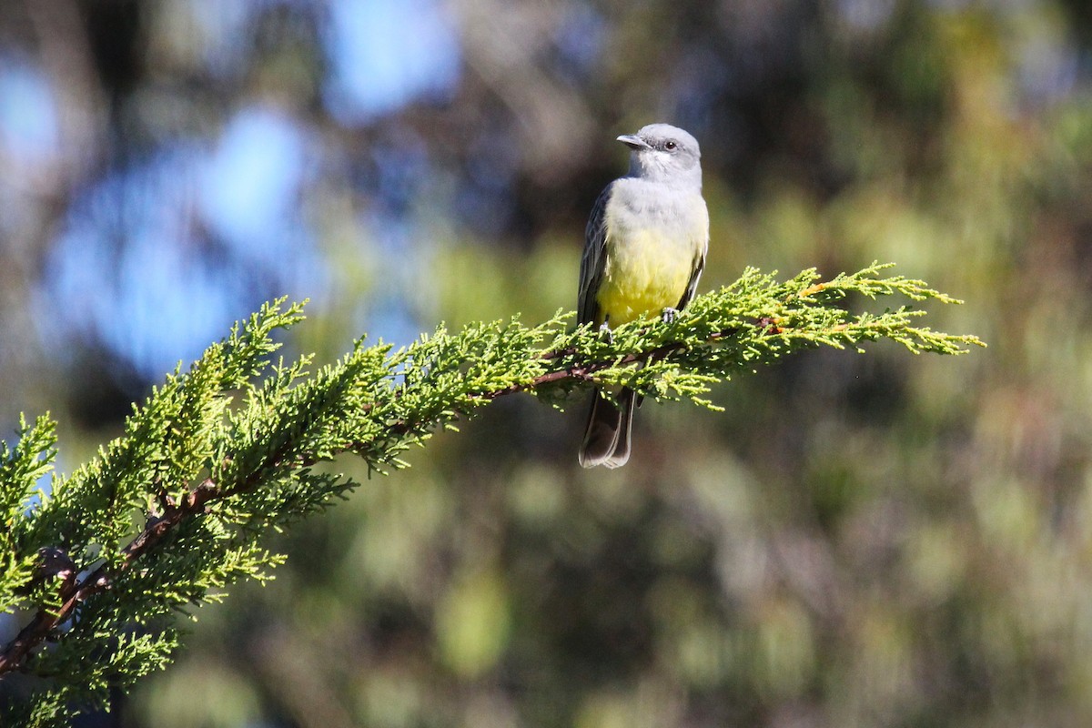 Cassin's Kingbird - ML645863609