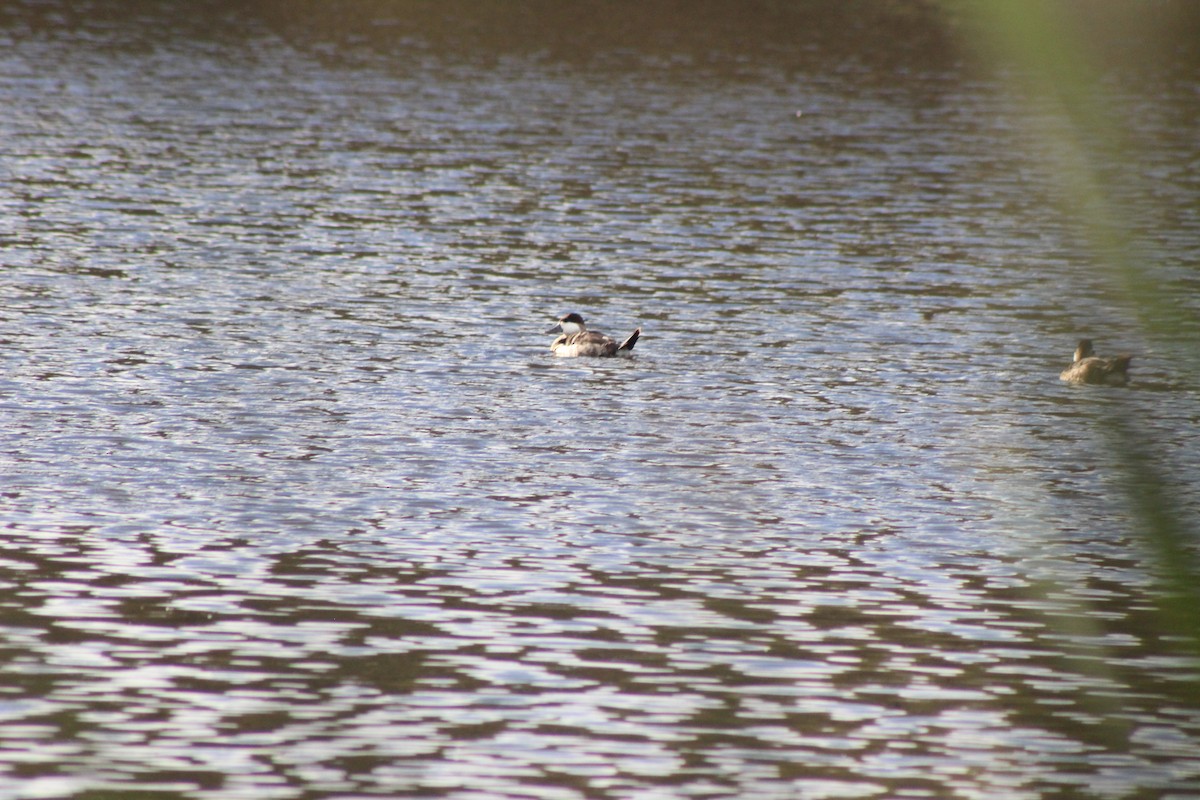 kachnice kaštanová - ML645863611