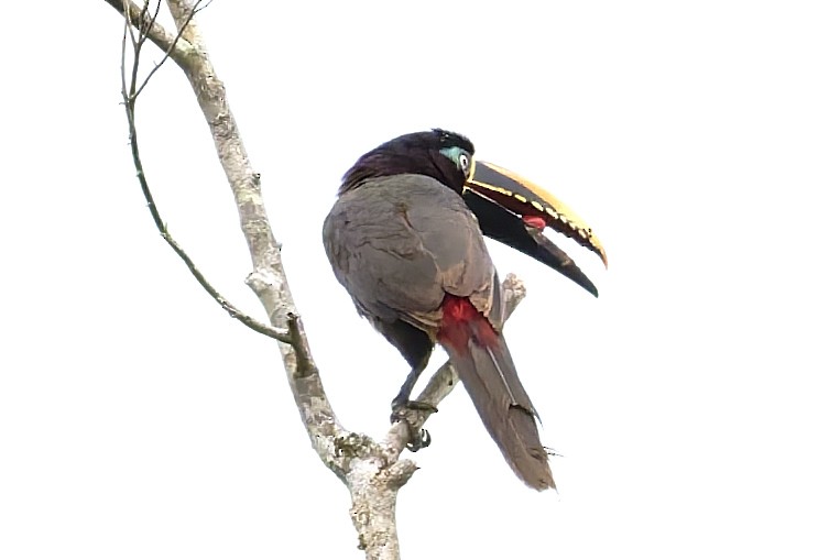 arassari hnědouchý - ML645863626