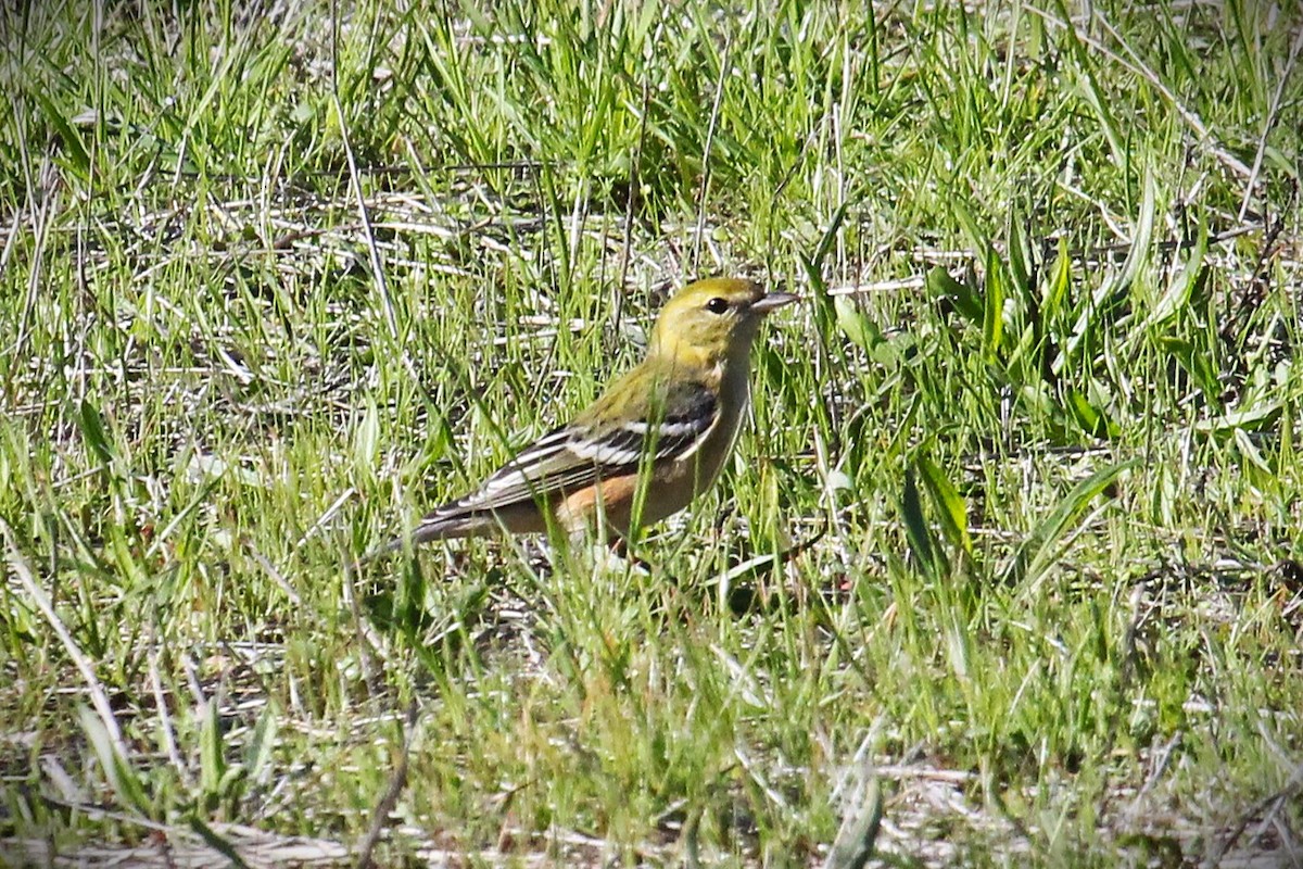 Bay-breasted Warbler - ML645863630