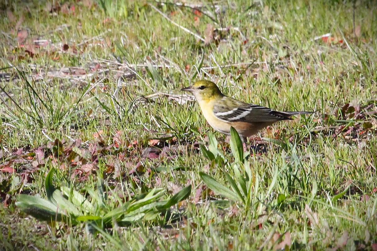 Bay-breasted Warbler - ML645863631