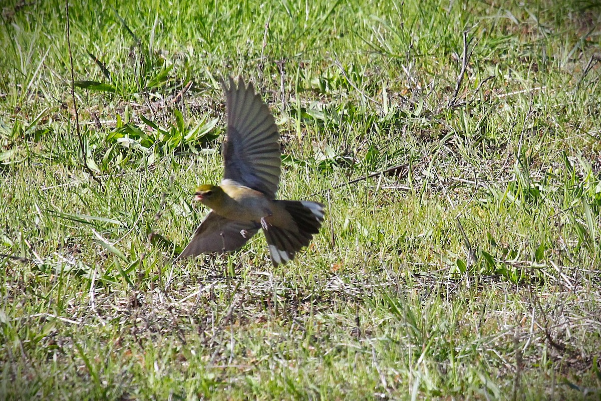 Bay-breasted Warbler - ML645863633