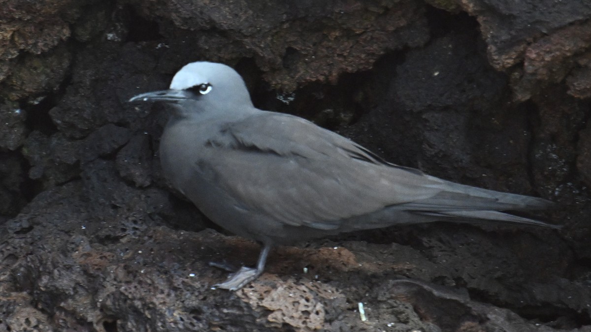 brunnoddy - ML645863642