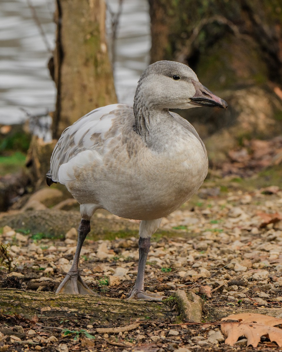 Snow Goose - ML645863646