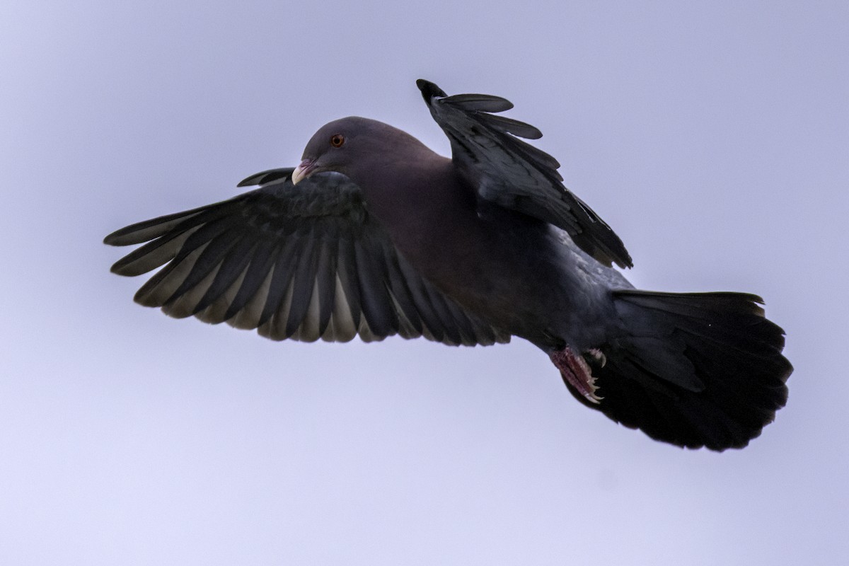 Red-billed Pigeon - ML645863648