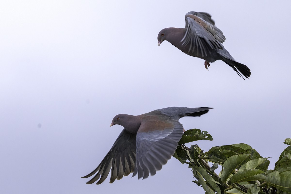 Red-billed Pigeon - ML645863649