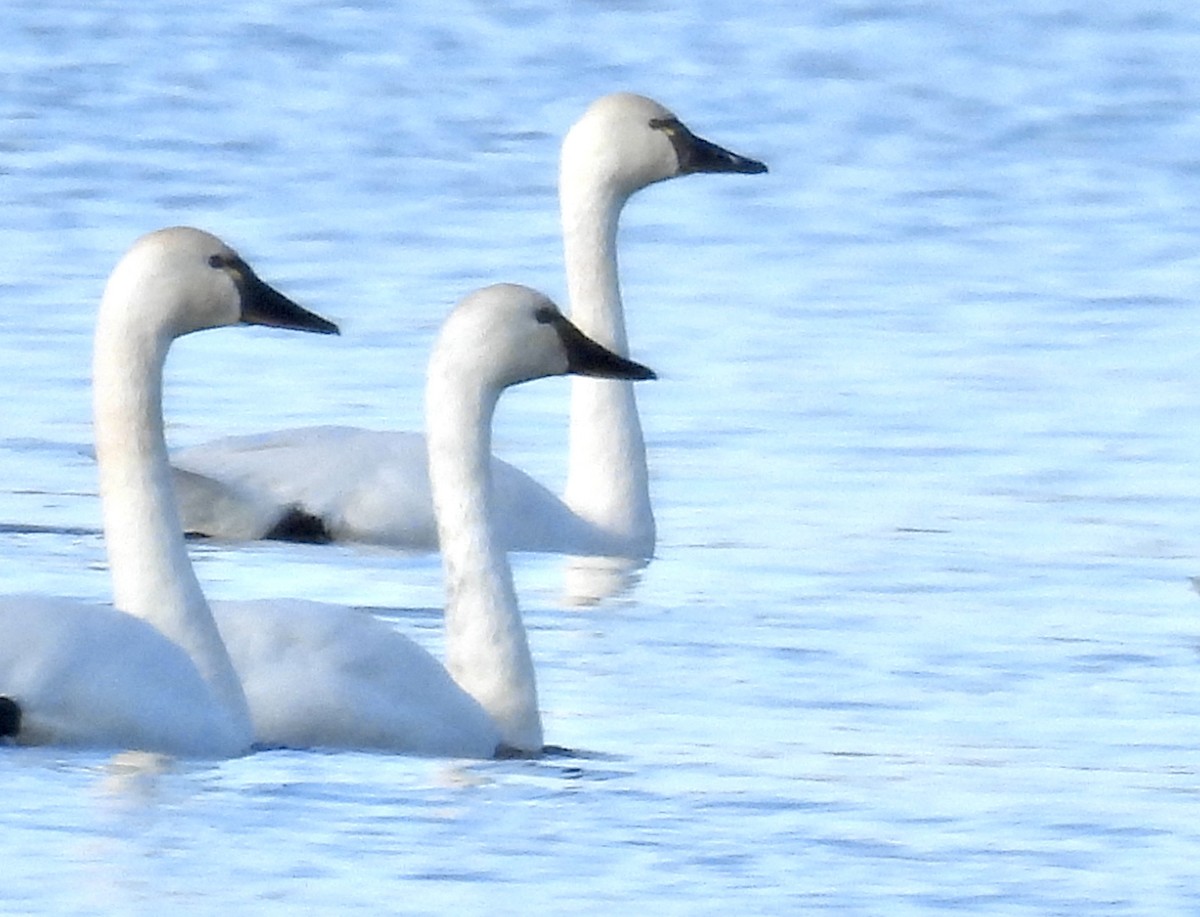 Tundra Swan - ML645863654