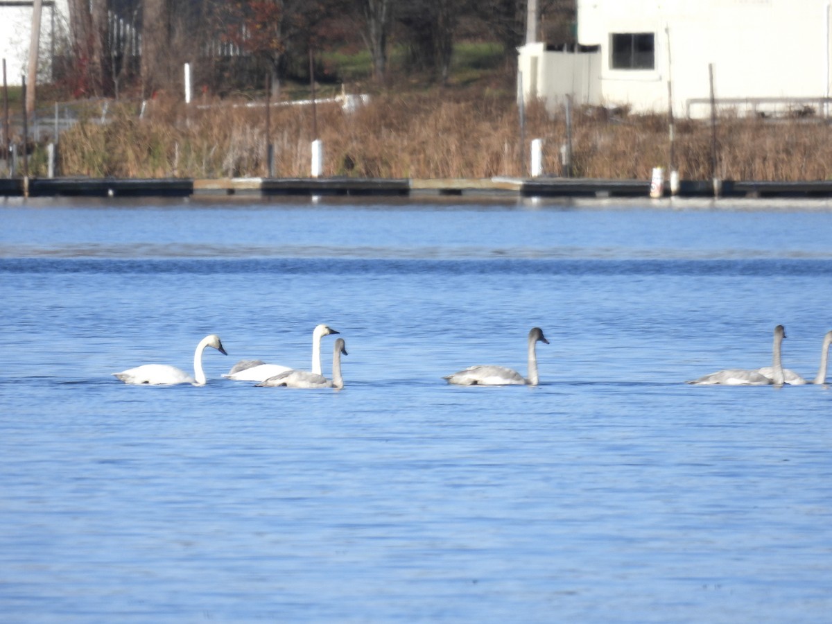 Tundra Swan - ML645863655