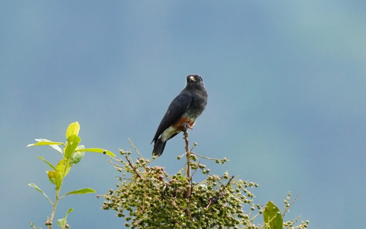 Swallow-winged Puffbird - ML645863667
