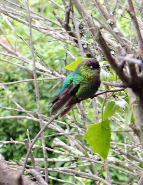 Fiery-throated Hummingbird - ML645863670