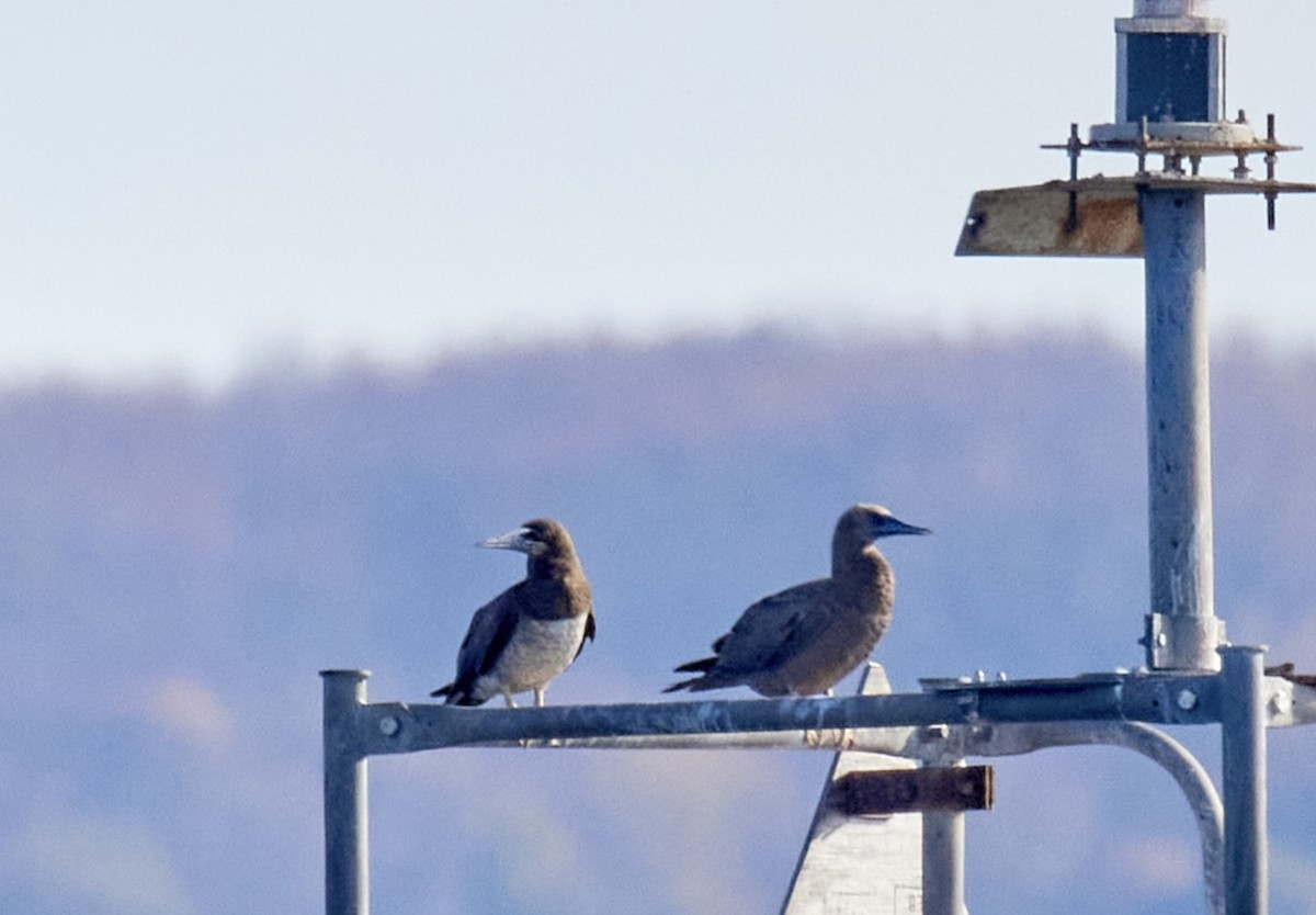 Brown Booby - ML645863691