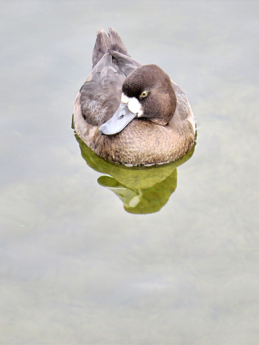 Lesser Scaup - ML645863694